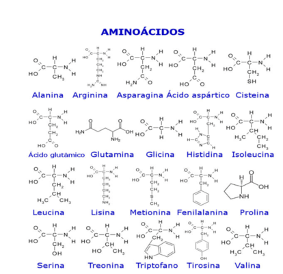 Aminoácidos 